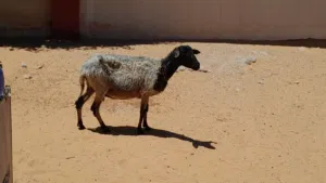 نعجه وطنيه الله يبارك عشره بادن الله ضرعها سليم سليمه من الامراض سنها تاني جمع سنون صحاح..