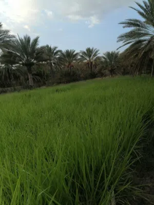 بينكام علف للبيع جلاب كامل ما يقارب 600 متر مربع
