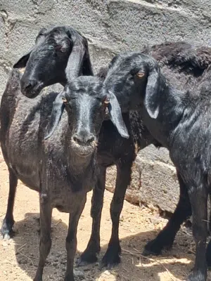 للبيع 3جاعدات