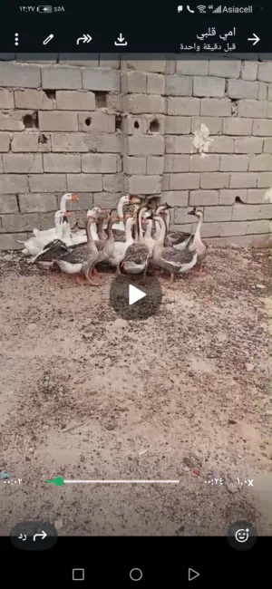 بطوط للبيع
