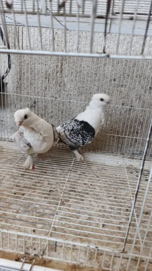 متاح زوج ارفلي
