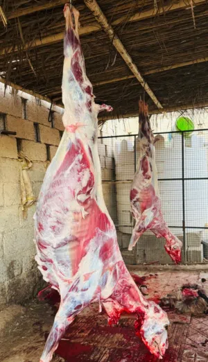 هوش و كباشه وجعد للبيع لذبح أو التربيه