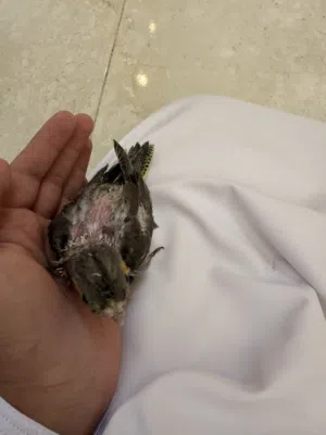 فرخ كوكتيل للبيع