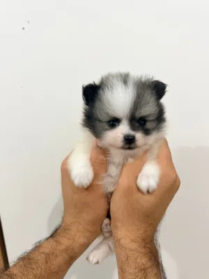 Pomeranian puppy