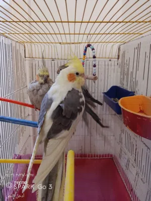 طيور الكوكتيل عدد زوجين