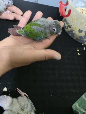 افراخ كنيور زق