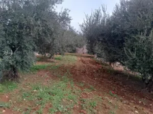 ارض مميزة مربعة لقطة مشجرة بالثمار نص دونم طابو الف جناتا