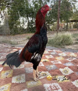 طير للبيع بتشو