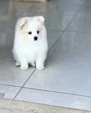 أنثى بومرينيان عباره عن لعبه عمرها شهرين ونص لعوبه جدا لون ابيض حجم مني قد كفة الايد تربيه منزليه