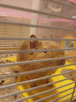 حيوان الديغو ( degu rare pet)