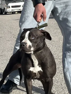 انثاي بيتبول رد نوز عمر سنة للبيع (اقرأ الوصف)