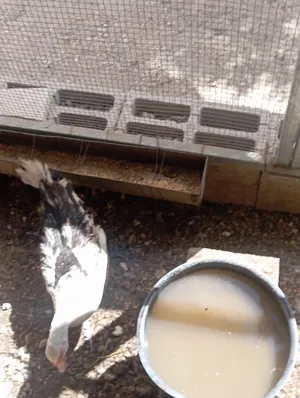Other Animals0