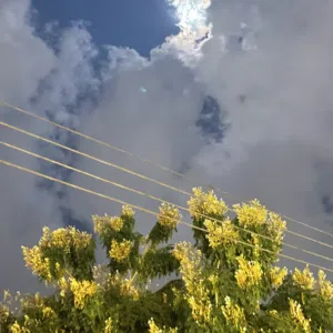 ًً. 