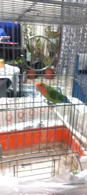 انثى روز للبيع عمر 9 شهور ليس اليفه اول خيرها