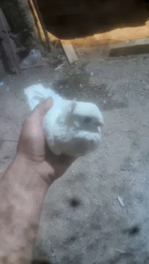 السلام وعليكم فحل ارفلي مالت صيد بي حلقه سعره 5 قفل مكاني المطيحه