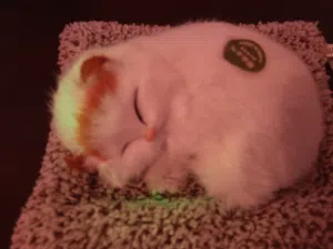 شكل قطه  على مخده  و تموي