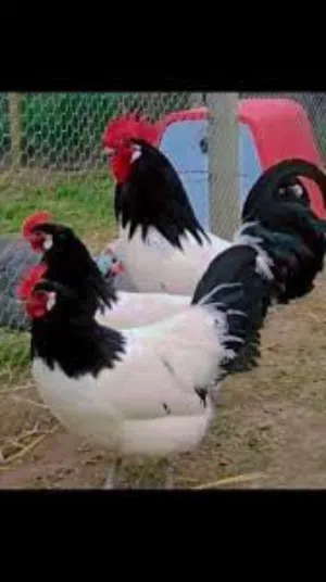 دجاج ملكي ابيض /احمر لي عندة يسرلنا علي حساب بارك الله فيكم