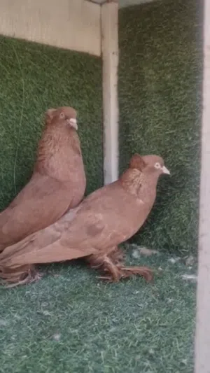 متاخ رواعب حمر