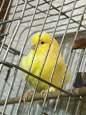 زوج كناري نرويجي شرط صحة ونشاط وسعرهن مناسب