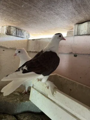 Siraji pigeon