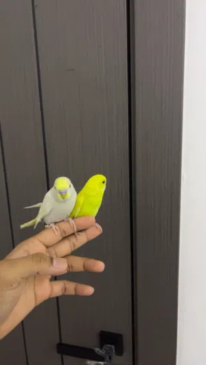 زوج ببغاء بادجي أليفين جدا و يوقفون على اليد