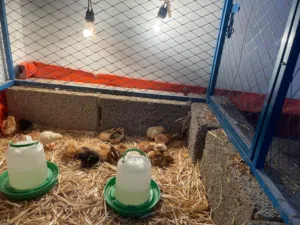 صوص مشكل انقليزي. تركي. فرنسي