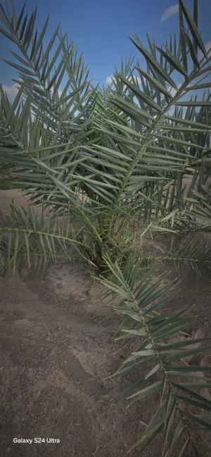 Farm Land for Sale in Al Dhahirah Ibri