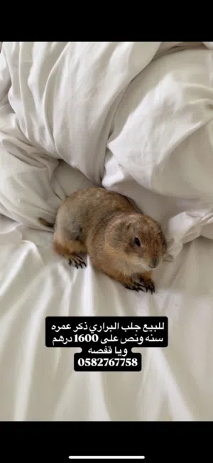 الجلب البراري ذكر