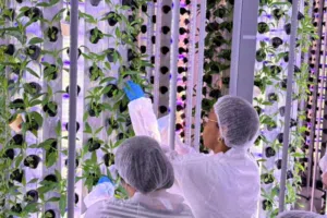 خبير دولي واستشاري في الزراعة المائية – عروض خدمات احترافية