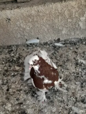 حمام هنادي للبيع زوج بـ10 وبيهن مجال