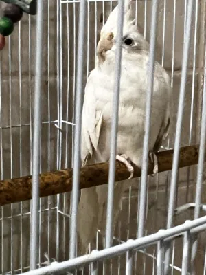 طير كوكتيل ذكر جاهز للانتاج