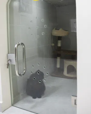 فندق خاص للقطط والكلاب ..الاكبر في الاردن