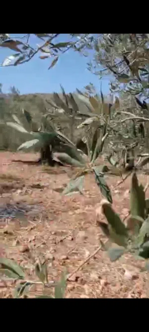 Residential Land for Sale in Ramallah and Al-Bireh Kafr Ni'ma