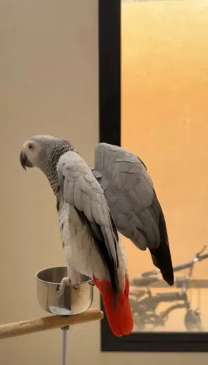 مطلوب كاسكو للشراء بسعر مناسب