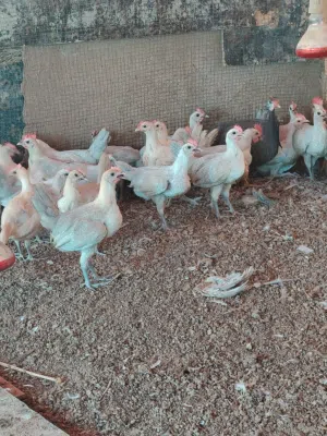 للبيع صيصان الفيومي ألمنيوم العمر قريب ثلاثة شهور ملاحظة كلهن ذكور لا يوجد إناث سعر الحبه ريال ونص