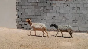 2نعاج وطنيات الله يبارك عشار بادن الله سنهم جمع صغير محصنات وسليمات من العيوب والامراض...