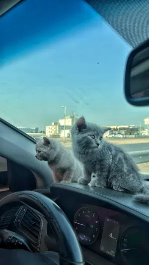 قطه سكوتش فولد