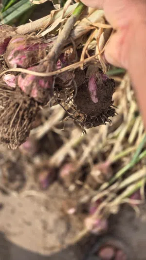 ثوم عماني جوده عاليه