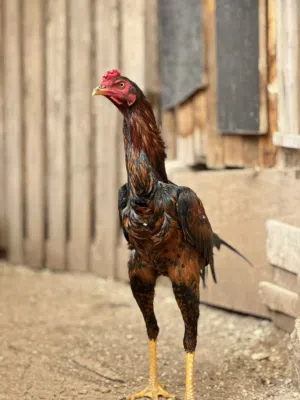 بسم الله ما شاء الله للبيع نوادر الباكستاني الأصيل : فحول جاهزه ، مخاليف ، بيض مخصب