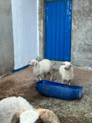 بسم الله ما شاء الله