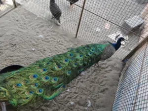 طاوؤس هندي ذكر