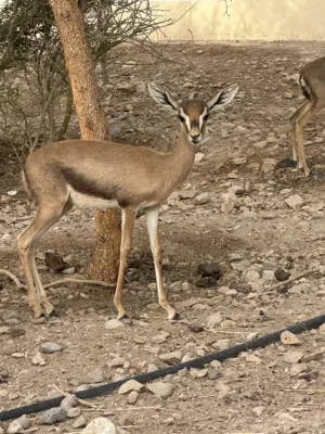 أنثى غزال الدماني