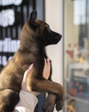 جـــــــــرو بلــــــــــــــــجم جرو يتمتع ببنية قوية وذكاء عالٍ، مناسب جدًا للحراسة و