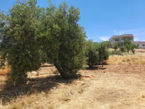 ارض للبيع/من المالك مباشرة/ بدر الجديدة/ حوض الميسر/على ثلاث شوارع منبسطة مساحتها 570م جميلة جدا.