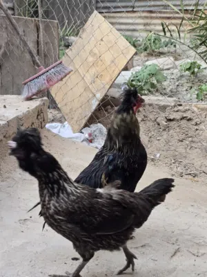 دجاجه وديج مل بيت بصره