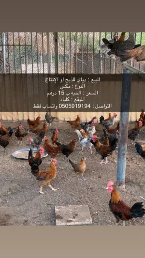 السلام عليكم ورحمة الله وبركاته