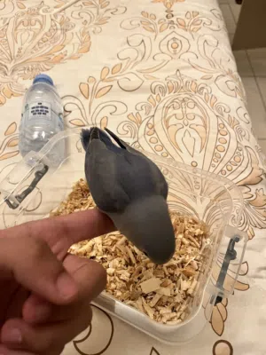 فرخ روز ، النوع ذكر