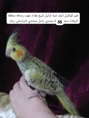 نثيه ازابيل جاهزه تزاوج تفاصيل داخل صورة اليفه توصيل ماعندي بيع بغداد جهة رصافه منطقة كريعات سعر 55