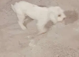 كلاب زينه للبيع