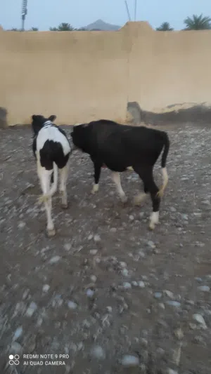 لبيع عجلات ظفاريه